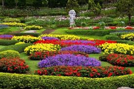 Jenis bunga yang terdapat di taman bunga selecta adalah jenis langka dan juga umum. Wisata Alam Taman Bunga Cihideung Lembang Bandung 2020