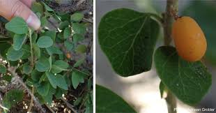 Image result for Cissampelos mucronata