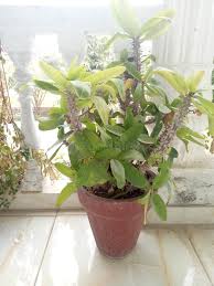 Image result for Euphorbia didiereoides