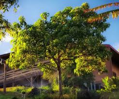 Image result for Aleurites