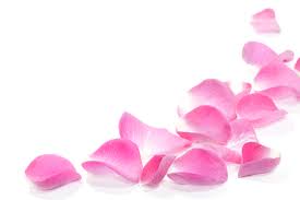 Pink Rose Petals Png 1955x1300 Wallpaper Teahub Io Find & download free graphic resources for rose petals.