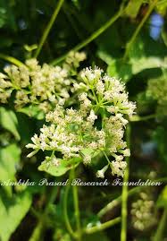 Image result for Pupalia micrantha
