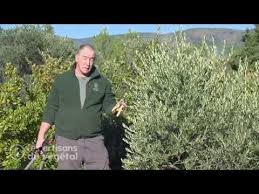 Epingle Sur Jardin