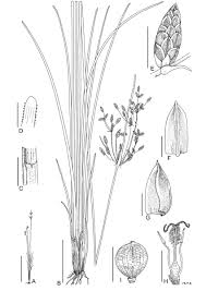 Image result for Fimbristylis dichotoma