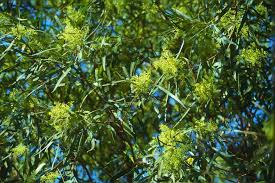 Image result for Searsia