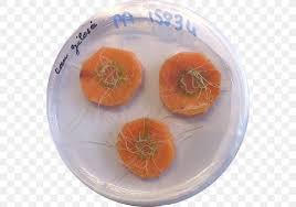 Image result for Rhizobium radiobacter, syn. Agrobacterium tumefaciens
