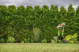 Schmaler aber hoher sichtschutz zum beranken lassen oder einfach nur so als lichtdurchlässige abtrennung für den garten. Schnellwachsende Baume Fur Den Garten Laubbaume Nadelbaume Gartendialog De