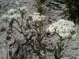 Common Yarrow