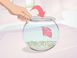 How To Teach Your Betta To Jump Betta Fish Are Very Smart Fish And Can Learn All Kinds Of Tricks Such As Jumping Out Of The Wat Betta Fish Betta Best