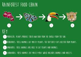 Rainforest Biome Food Web And Food Chains Learning Resources | The Pinay  Homeschooler