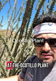 Plumbago Plant in Arizona