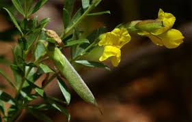 Image result for Pearsonia