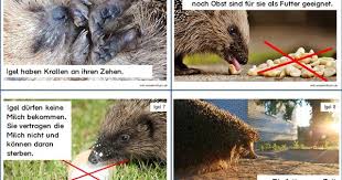 Hattest Du Den Kompletten Text Gerne Igel Igel Winterschlaf Lesen