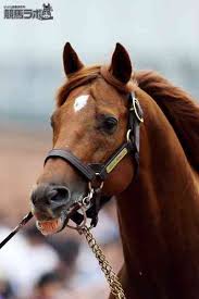 両雄再会 グラスワンダーとスペシャルウィークがお披露目 競馬ニュース 競馬ラボ