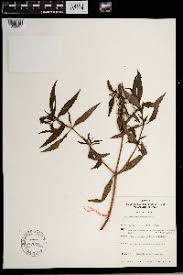 Image result for Pycnostachys coerulea