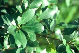 Image result for Ficus craterostoma