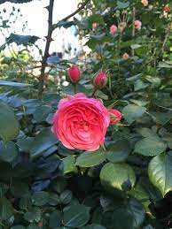 Kordes roses have a reputation for beauty and hardiness. Kordes Roses Part 1