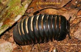 Check 'gonggok' translations into english. Zoologimy On Twitter Pill Millipede Ni Sejenis Ulat Gonggok Yang Badan Pendek Berbanding Ulat Gonggok Yang Lain With Eleven To Thirteen Body Segments Onlyyy Sejenis Renek Kalau Pill Millipede Seorang Manusia