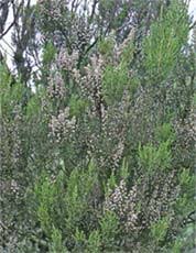 Image result for Erica lanceolifera