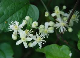 Image result for Clematis uhehensis