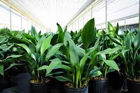 Image result for Kořenokvětka Aspidistra