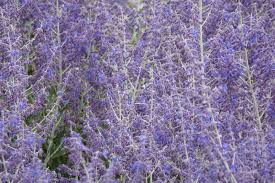 Image result for perovskia atriplicifolia 'little spire'