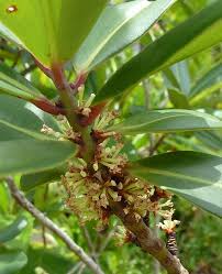 Image result for Rapanea