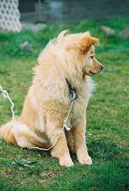 Golden Retriever Chow Mix Yin Or Yang Golden Retriever Guide Com