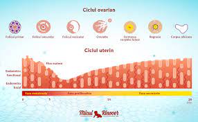 Poti ramane imediat sau poate dura. Calculator Ovulatie Online