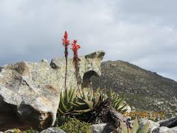 Image result for Aloe bukobana