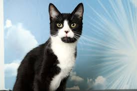 1.8 cats love eating plants. Felix Cat Adoption Siberian Cats For Sale Buy A Cat