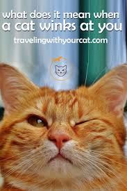 Winks And Blinks Is Your Cat Is Trying To Tell You Something Cats Cat Behavior Cat Health