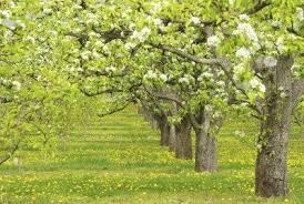 Bradford pear tree 15 seeds flowering yard tree. Cross Pollination Pear Trees Which Pear Trees Pollinate Each Other