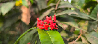 Image result for Rhabdophyllum