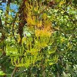 Image result for Plicosepalus sagittifolius