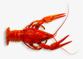 Crawfish (b and w) clip art. Crawfish Png Images Transparent Crawfish Image Download Pngitem