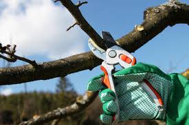 Wann ist der beste zeitpunkt für den obstbaumschnitt? Obstbaumschnitt Winterschnitt Der Gartenkalender Von Floristik24