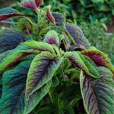 Pin On Amaranth Liz