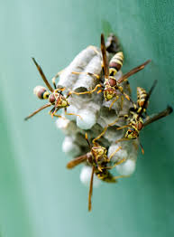 Insect colonies of this type commonly build seasonal nests near. How To Safely Get Rid Of Wasps And Hornets Better Homes Gardens