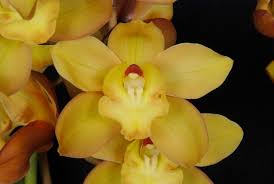 Image result for Cycnium jamesii