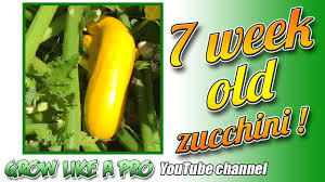 We did not find results for: 7 Week Old Zucchini Plants Zucchini Plants Propagating Plants How To Grow Potatoes