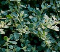 Image result for Glinus lotoides