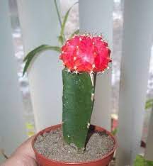 Tips for grafting cactus plants. Can You Undo A Grafted Cactus