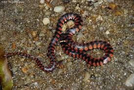 Image result for Hydrops triangularis