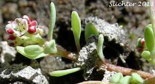 Image result for Corrigiola