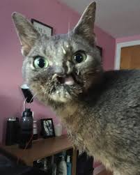 Mom Loves My Dinner Face Zapp Zappleton Zappzappleton Zappbrannigan Cat Cats Catfood Catinstagram Catsoninstagram Catsofi Happy Cat Cat Food Cat S