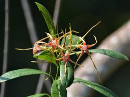 Image result for Strophanthus speciosus