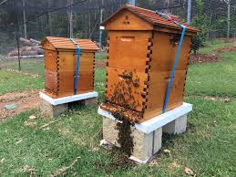 Backyard beehive ordinances vary by state, county, and city, so you will need to look up the rules around keeping backyard bees in your area. Backyard Beekeeping For Aussies The Ultimate Beeginner S Guide