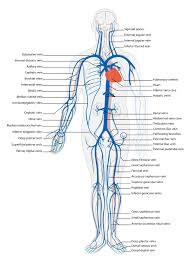 Arteries of head & neck for this topic, you will need to discuss the branches of common carotid a, subclavian a, the veins that follow… usually no branches here. Circulatory Routes Boundless Anatomy And Physiology