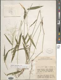 Image result for Isachne mauritiana